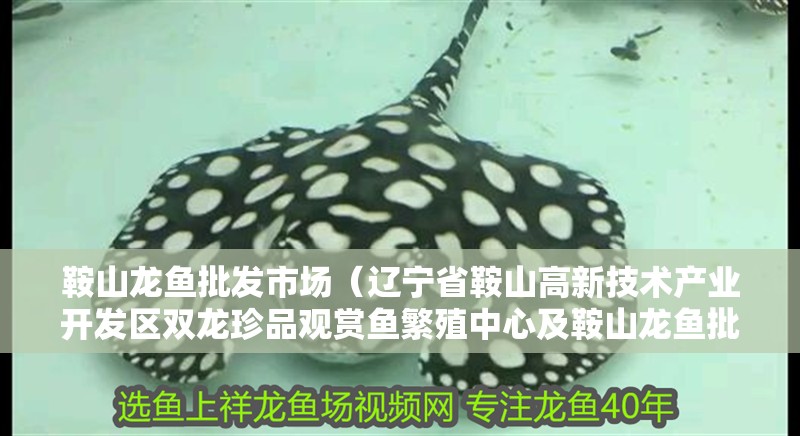 鞍山龍魚批發(fā)市場（遼寧省鞍山高新技術產業(yè)開發(fā)區(qū)雙龍珍品觀賞魚繁殖中心及鞍山龍魚批發(fā)市場）