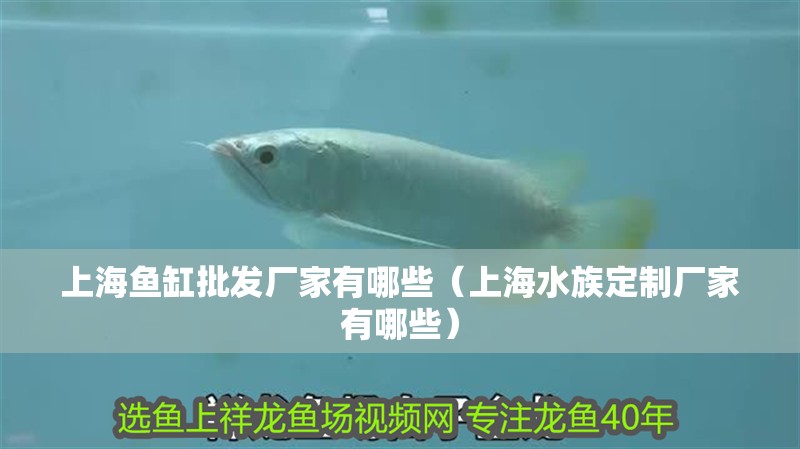 上海魚缸批發(fā)廠家有哪些（上海水族定制廠家有哪些）