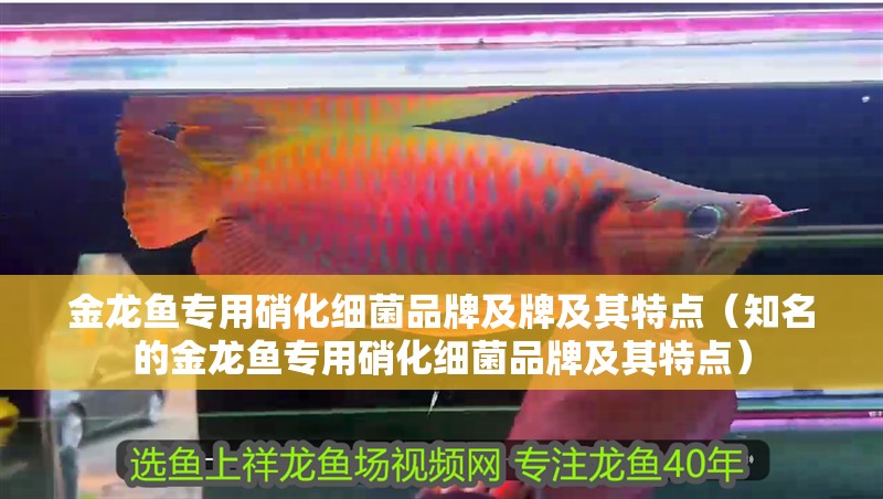 金龍魚專用硝化細菌品牌及牌及其特點（知名的金龍魚專用硝化細菌品牌及其特點）