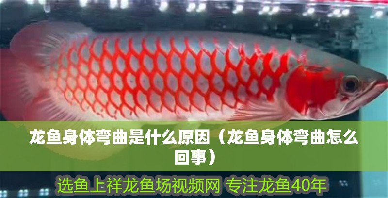 龍魚身體彎曲是什么原因（龍魚身體彎曲怎么回事）
