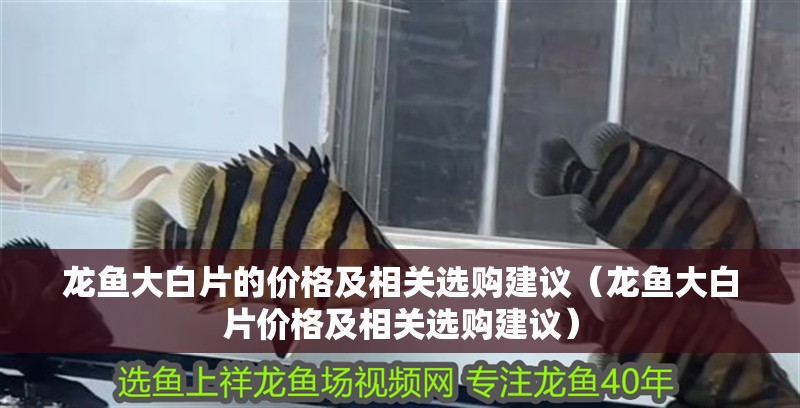 龍魚大白片的價格及相關(guān)選購建議（龍魚大白片價格及相關(guān)選購建議）