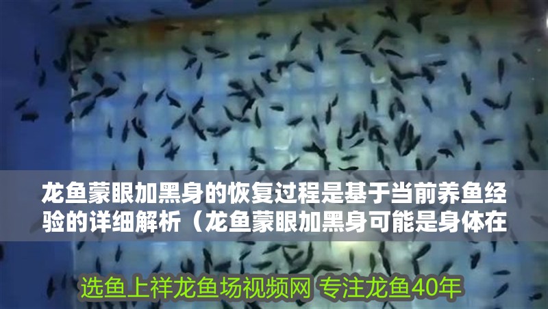 龍魚蒙眼加黑身的恢復(fù)過程是基于當(dāng)前養(yǎng)魚經(jīng)驗(yàn)的詳細(xì)解析（龍魚蒙眼加黑身可能是身體在修復(fù)過程中的暫時(shí)表現(xiàn)）