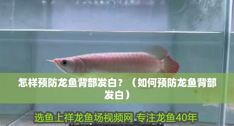 怎樣預防龍魚背部發白？（如何預防龍魚背部發白）
