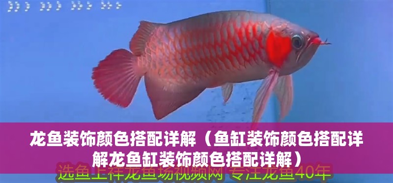 龍魚裝飾顏色搭配詳解（魚缸裝飾顏色搭配詳解龍魚缸裝飾顏色搭配詳解） 龍魚裝飾顏色搭配詳解（魚缸裝飾顏色搭配詳解龍魚缸裝飾顏色搭配詳解） 龍魚百科 第4張
