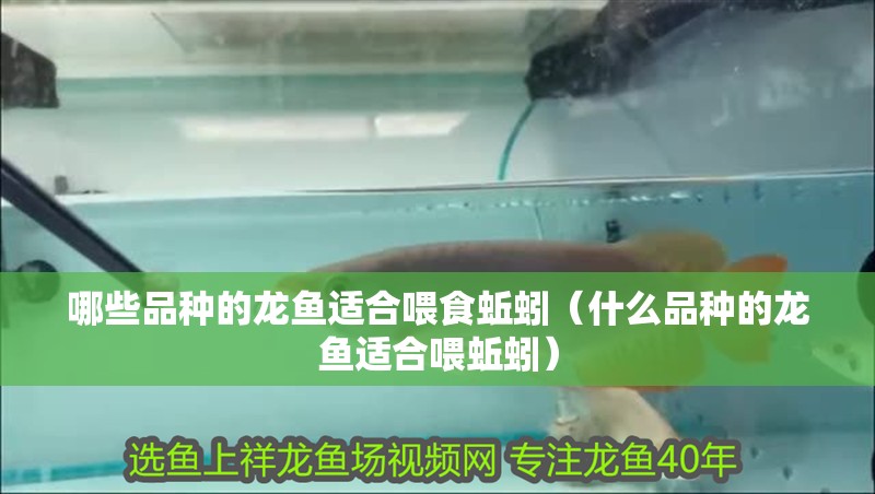 哪些品種的龍魚適合喂食蚯蚓（什么品種的龍魚適合喂蚯蚓）