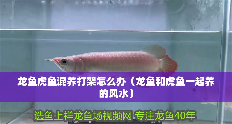龍魚虎魚混養打架怎么辦(龍魚和虎魚一起養的風水) 觀賞魚百科 第2張 龍魚虎魚混養打架怎么辦(龍魚和虎魚一起養的風水) 龍魚虎魚混養打架怎么辦(龍魚和虎魚一起養的風水) 觀賞魚百科 第2張