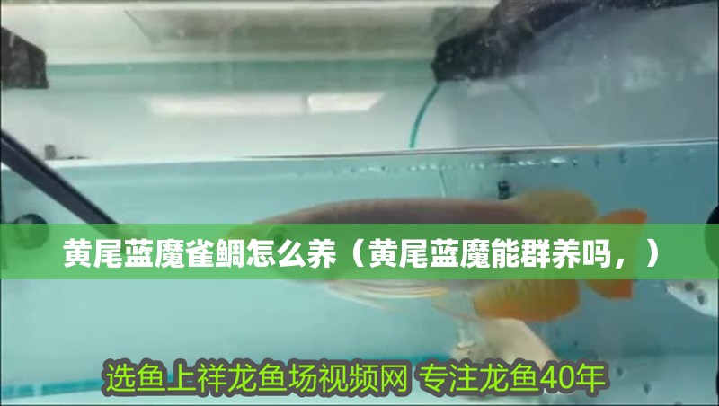 黃尾藍魔雀鯛怎么養（黃尾藍魔能群養嗎，）