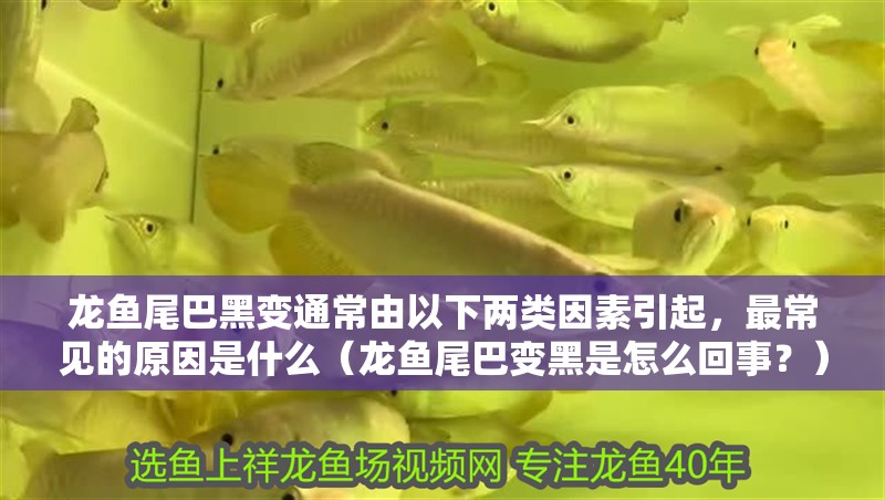 龍魚尾巴黑變通常由以下兩類因素引起，最常見的原因是什么（龍魚尾巴變黑是怎么回事？）