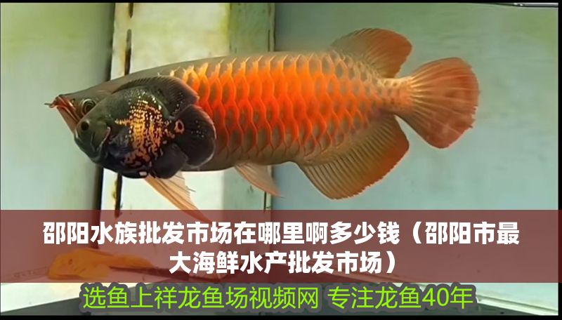 邵陽水族批發(fā)市場在哪里啊多少錢（邵陽市最大海鮮水產(chǎn)批發(fā)市場）