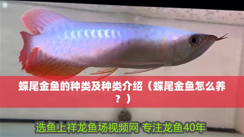 蝶尾金魚的種類及種類介紹（蝶尾金魚怎么養？）