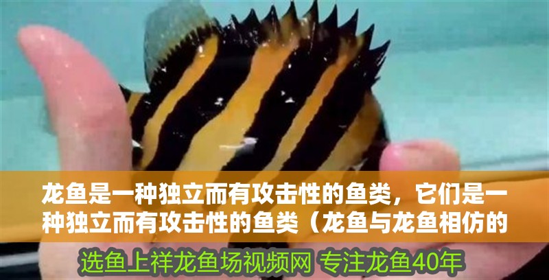 龍魚是一種獨立而有攻擊性的魚類，它們是一種獨立而有攻擊性的魚類（龍魚與龍魚相仿的魚類和龍魚相仿的魚類和平共處的魚類推薦）