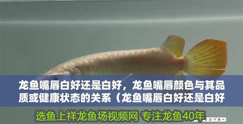 龍魚嘴唇白好還是白好，龍魚嘴唇顏色與其品質或健康狀態的關系（龍魚嘴唇白好還是白好，龍魚嘴唇白需要換水嗎？）
