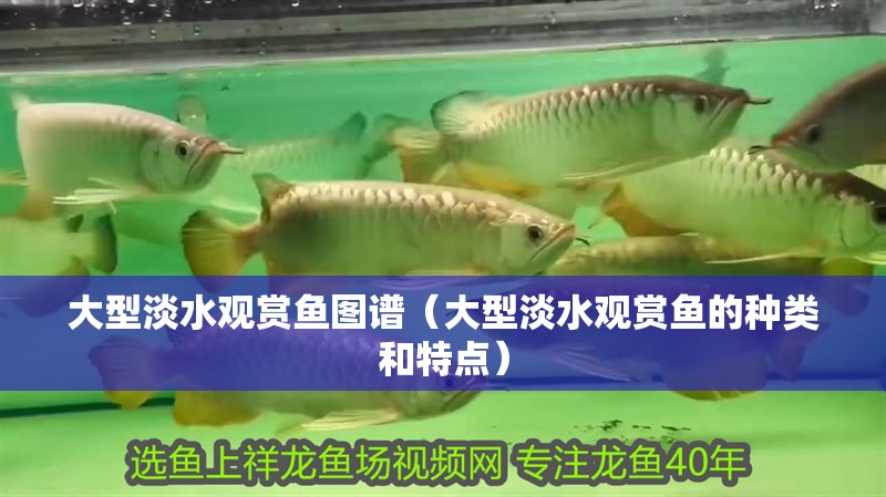 大型淡水觀賞魚(yú)圖譜（大型淡水觀賞魚(yú)的種類(lèi)和特點(diǎn)）