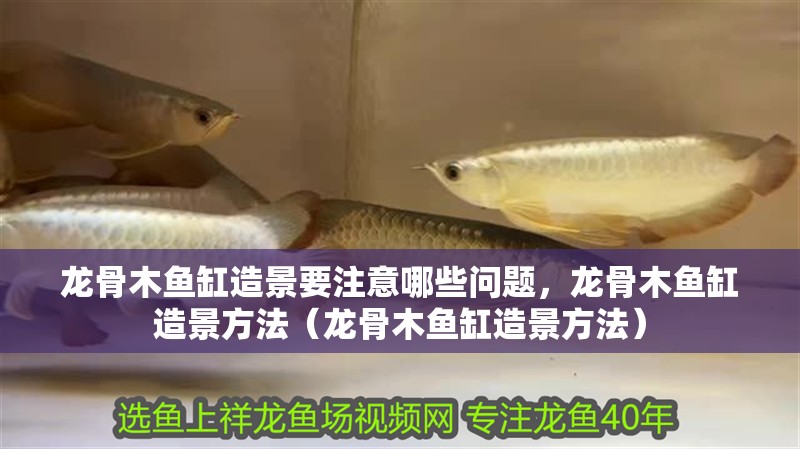龍骨木魚缸造景要注意哪些問題，龍骨木魚缸造景方法（龍骨木魚缸造景方法）
