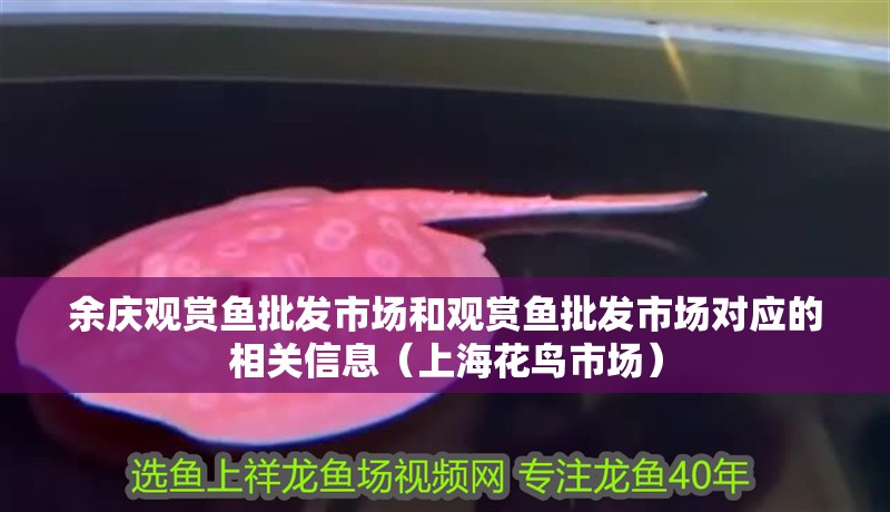 余慶觀賞魚批發(fā)市場和觀賞魚批發(fā)市場對應(yīng)的相關(guān)信息（上海花鳥市場）