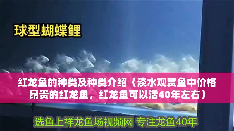 紅龍魚的種類及種類介紹（淡水觀賞魚中價格昂貴的紅龍魚，紅龍魚可以活40年左右）
