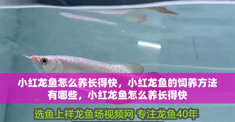 小紅龍魚怎么養長得快，小紅龍魚的飼養方法有哪些，小紅龍魚怎么養長得快