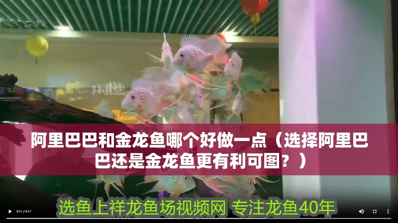 阿里巴巴和金龍魚哪個好做一點（選擇阿里巴巴還是金龍魚更有利可圖？）