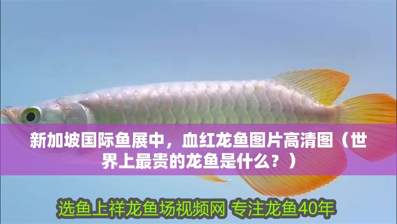新加坡國際魚展中，血紅龍魚圖片高清圖（世界上最貴的龍魚是什么？）