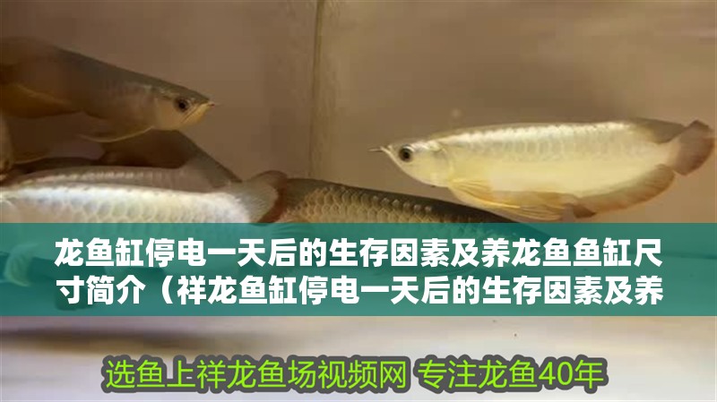 龍魚缸停電一天后的生存因素及養龍魚魚缸尺寸簡介（祥龍魚缸停電一天后的生存因素及養龍魚魚缸尺寸簡介）