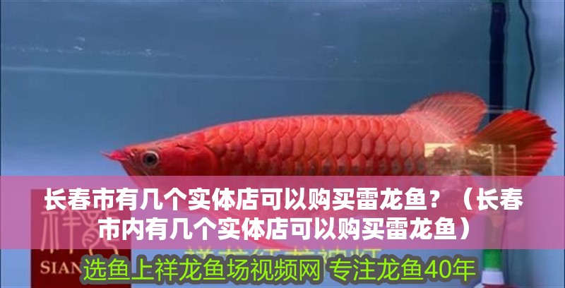 長春市有幾個實體店可以購買雷龍魚？（長春市內有幾個實體店可以購買雷龍魚）