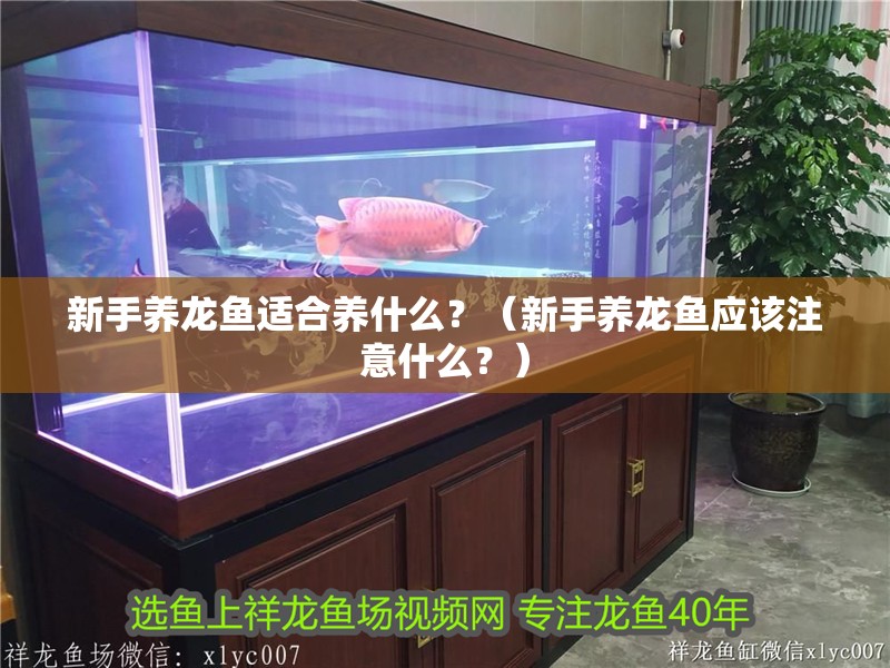 新手養龍魚適合養什么？（新手養龍魚應該注意什么？）