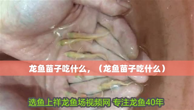 龍魚苗子吃什么，（龍魚苗子吃什么）