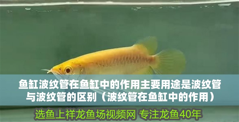 魚(yú)缸波紋管在魚(yú)缸中的作用主要用途是波紋管與波紋管的區(qū)別（波紋管在魚(yú)缸中的作用）