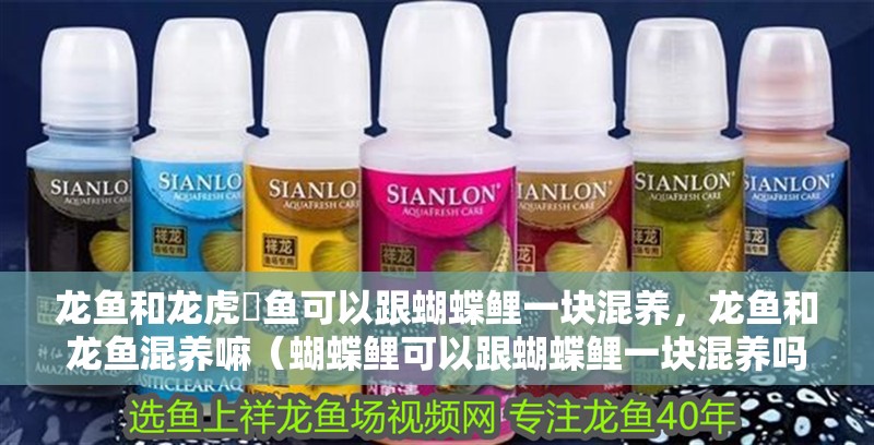 龍魚和龍虎魟魚可以跟蝴蝶鯉一塊混養，龍魚和龍魚混養嘛（蝴蝶鯉可以跟蝴蝶鯉一塊混養嗎？）