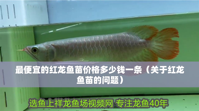 最便宜的紅龍魚苗價格多少錢一條（關于紅龍魚苗的問題）