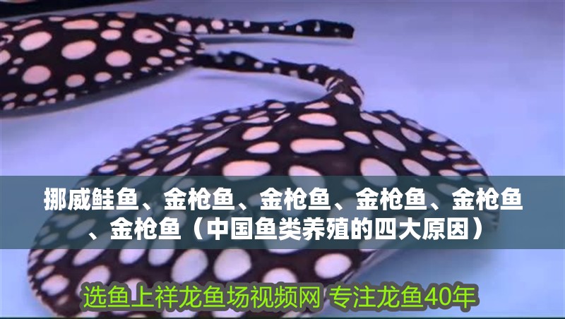 挪威鮭魚、金槍魚、金槍魚、金槍魚、金槍魚、金槍魚（中國魚類養殖的四大原因）