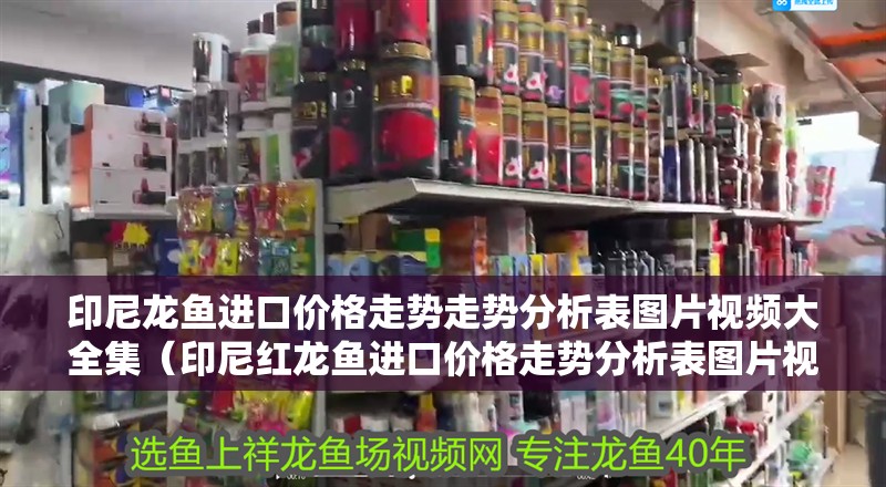 印尼龍魚進口價格走勢走勢分析表圖片視頻大全集（印尼紅龍魚進口價格走勢分析表圖片視頻大全集）