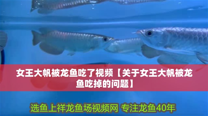 女王大帆被龍魚吃了視頻【關于女王大帆被龍魚吃掉的問題】