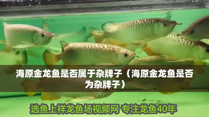 海原金龍魚是否屬于雜牌子（海原金龍魚是否為雜牌子）