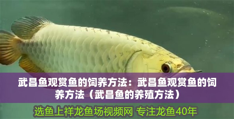 武昌魚觀賞魚的飼養(yǎng)方法：武昌魚觀賞魚的飼養(yǎng)方法（武昌魚的養(yǎng)殖方法）