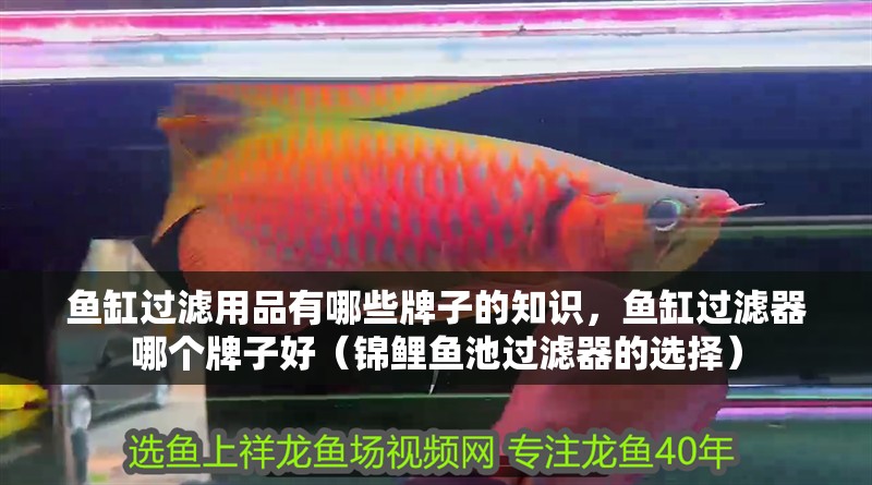 魚缸過濾用品有哪些牌子的知識，魚缸過濾器哪個牌子好（錦鯉魚池過濾器的選擇）
