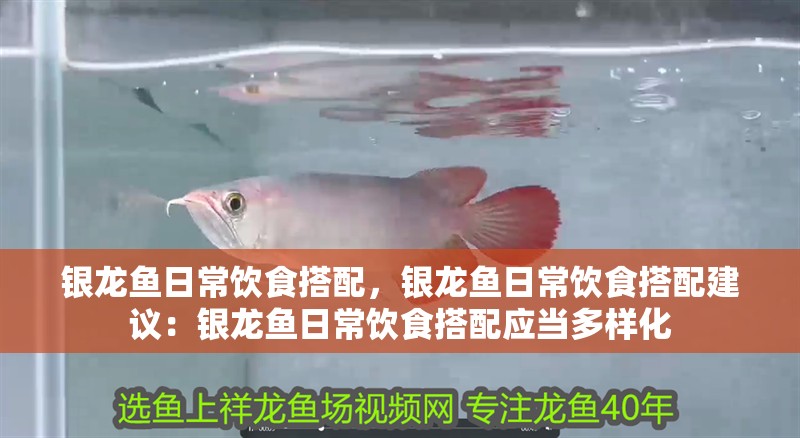 銀龍魚日常飲食搭配，銀龍魚日常飲食搭配建議：銀龍魚日常飲食搭配應當多樣化