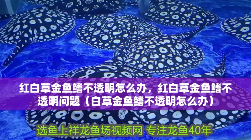 紅白草金魚鰭不透明怎么辦，紅白草金魚鰭不透明問題（白草金魚鰭不透明怎么辦）