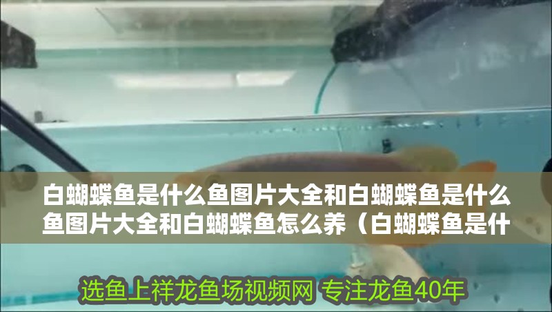 白蝴蝶魚是什么魚圖片大全和白蝴蝶魚是什么魚圖片大全和白蝴蝶魚怎么養（白蝴蝶魚是什么魚）