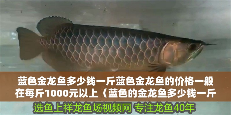 藍色金龍魚多少錢一斤藍色金龍魚的價格一般在每斤1000元以上（藍色的金龍魚多少錢一斤）