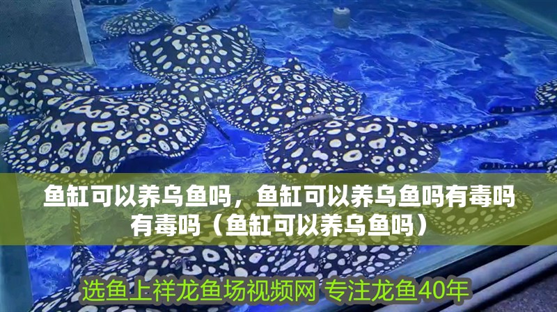 魚缸可以養(yǎng)烏魚嗎，魚缸可以養(yǎng)烏魚嗎有毒嗎有毒嗎（魚缸可以養(yǎng)烏魚嗎）