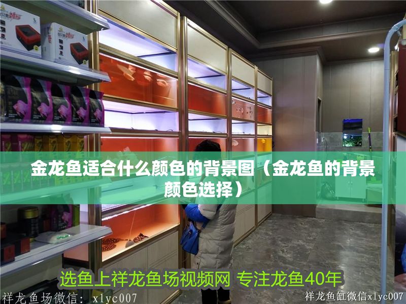 金龍魚(yú)適合什么顏色的背景圖（金龍魚(yú)的背景顏色選擇）