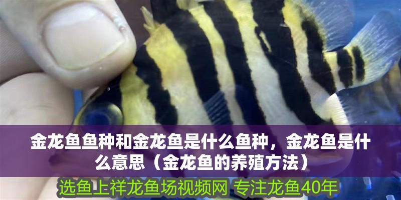 金龍魚魚種和金龍魚是什么魚種，金龍魚是什么意思（金龍魚的養(yǎng)殖方法）
