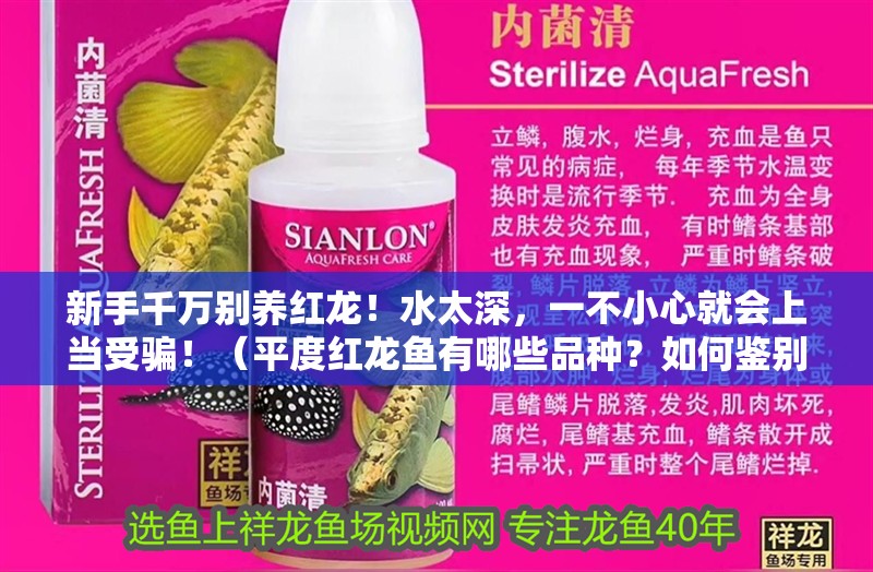 新手千萬別養紅龍！水太深，一不小心就會上當受騙！（平度紅龍魚有哪些品種？如何鑒別真假平度紅龍魚？）