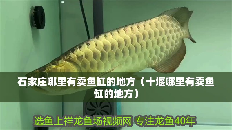 石家莊哪里有賣魚缸的地方（十堰哪里有賣魚缸的地方）