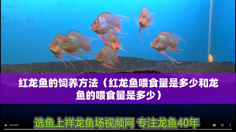 紅龍魚的飼養方法（紅龍魚喂食量是多少和龍魚的喂食量是多少）