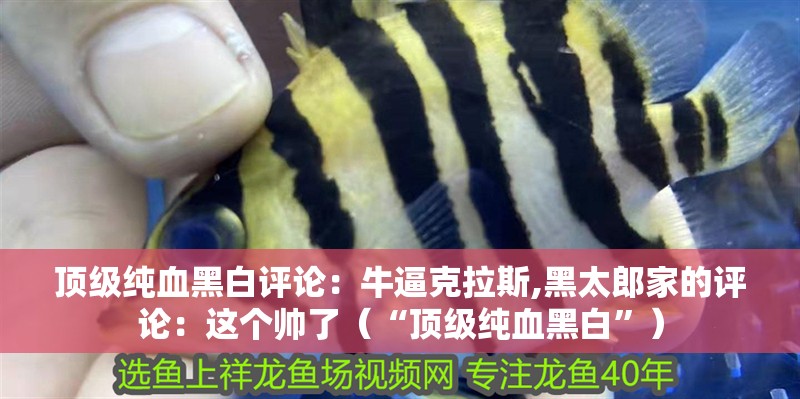 頂級純血黑白評論：牛逼克拉斯,黑太郎家的評論：這個帥了（“頂級純血黑白”）