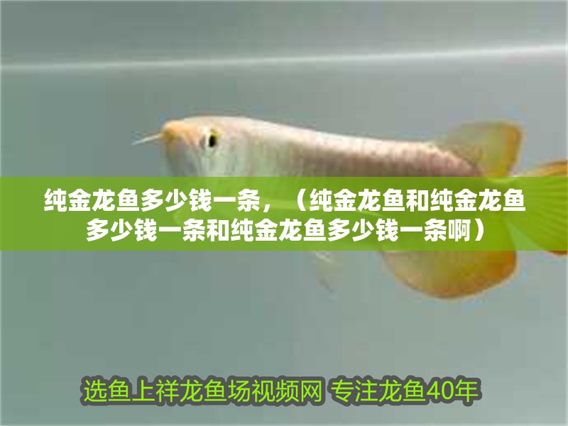 純金龍魚多少錢一條，（純金龍魚和純金龍魚多少錢一條和純金龍魚多少錢一條啊）