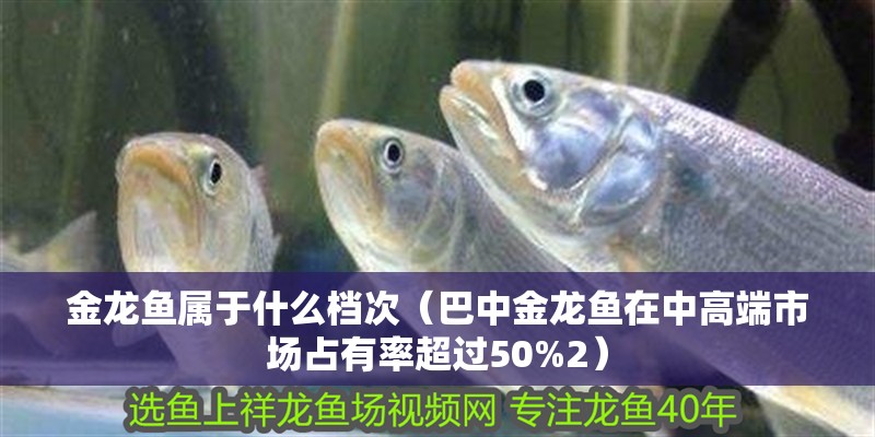 金龍魚屬于什么檔次(巴中金龍魚在中高端市場占有率超過50%2) 觀賞魚百科 第5張 金龍魚屬于什么檔次(巴中金龍魚在中高端市場占有率超過50%2) 金龍魚屬于什么檔次(巴中金龍魚在中高端市場占有率超過50%2) 觀賞魚百科 第5張