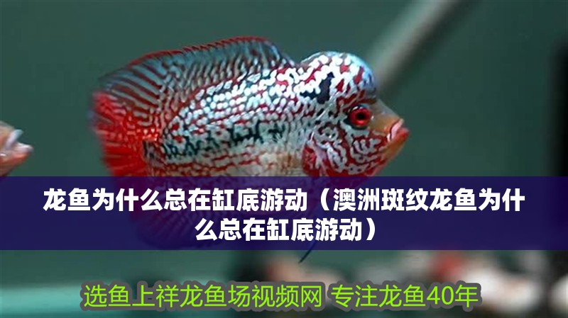 龍魚(yú)為什么總在缸底游動(dòng)（澳洲斑紋龍魚(yú)為什么總在缸底游動(dòng)）